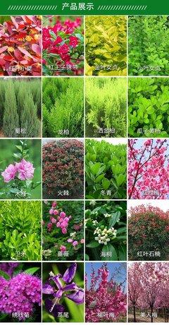 金丝吊蝴蝶 从苗圃到庭院的风景树与绿化工程优选苗木