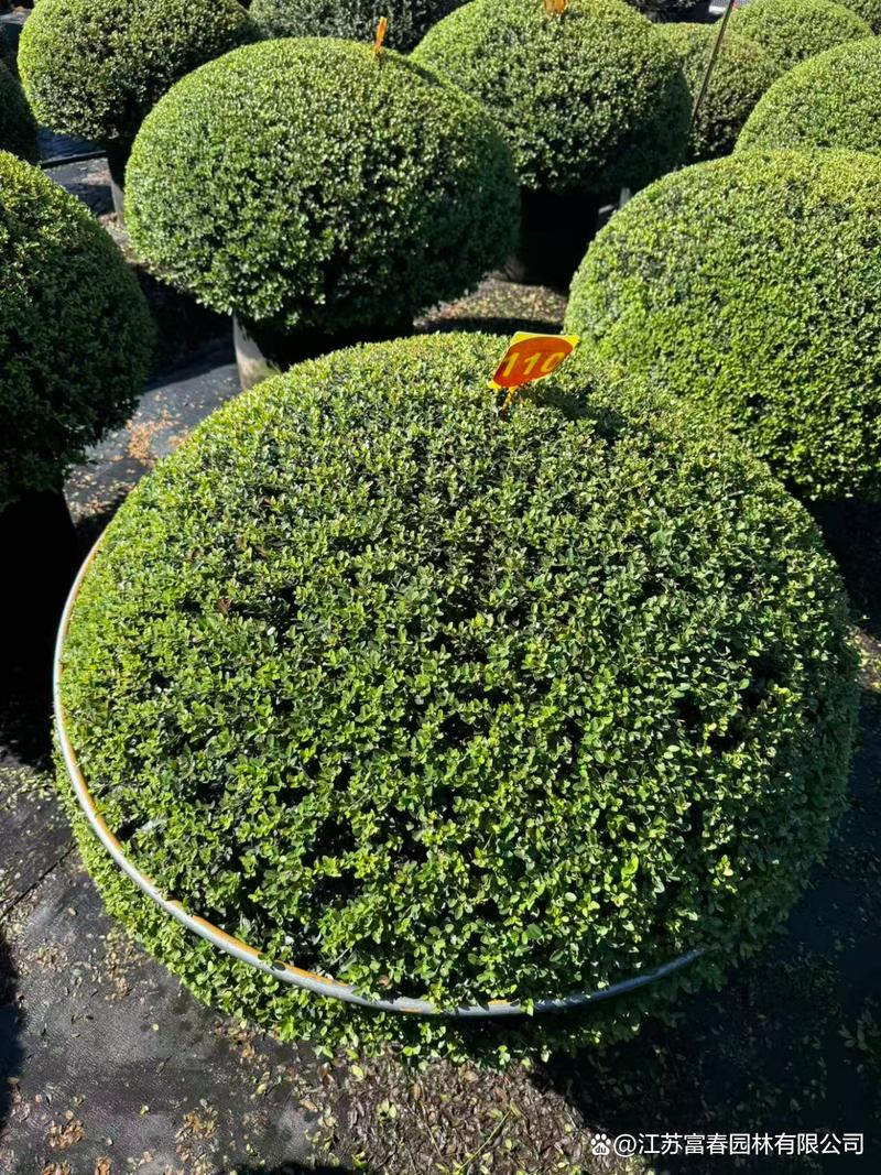 冬青先令 园林绿化中的高端骨架苗木与应用场景