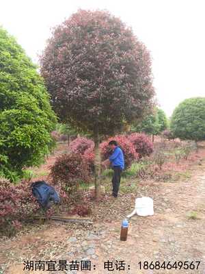 长沙苗圃批发红叶石楠高杆行道树 湖南花木产业的强劲引擎与其互联网践行