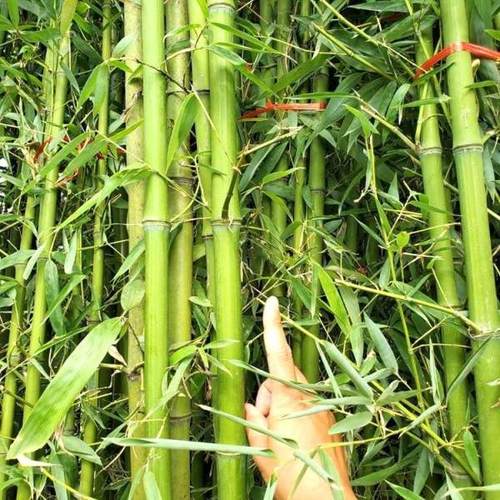 园林绿化苗木常年大量供应 保障绿色工程不断档